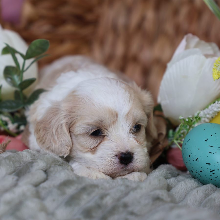 teddy bear dogs puppies