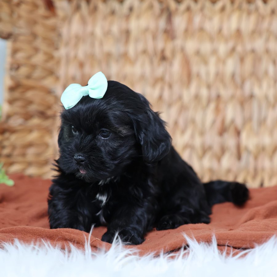 teddy bear dogs puppies