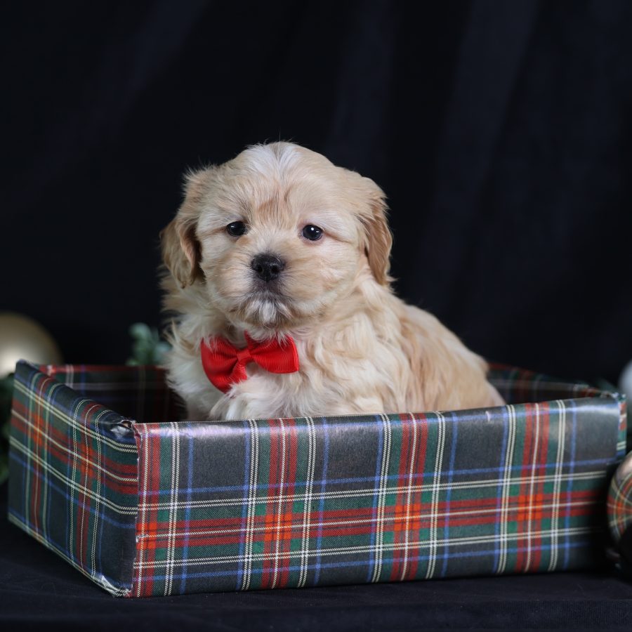 teddy bear pomeranian puppies for sale