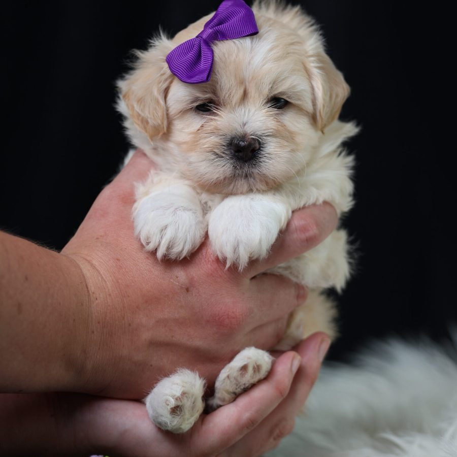 teddy bear poodle mix puppies