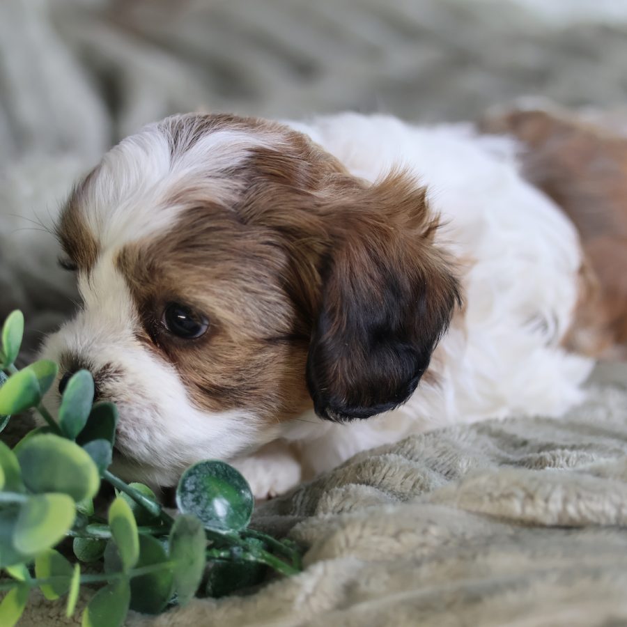 teddy bear puppies