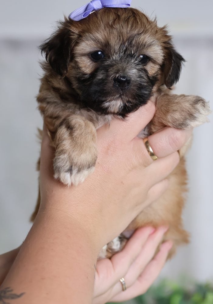 teddy bear puppies pa