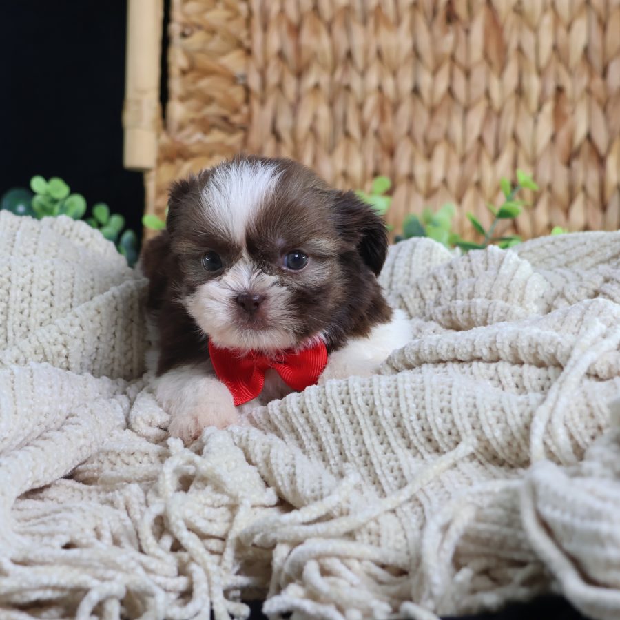 teddy bear puppies