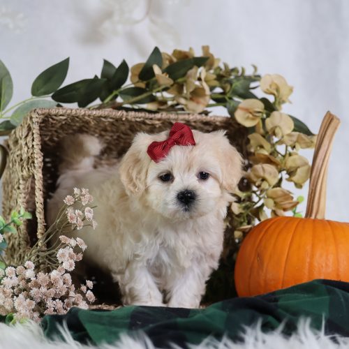 teddy bear puppies
