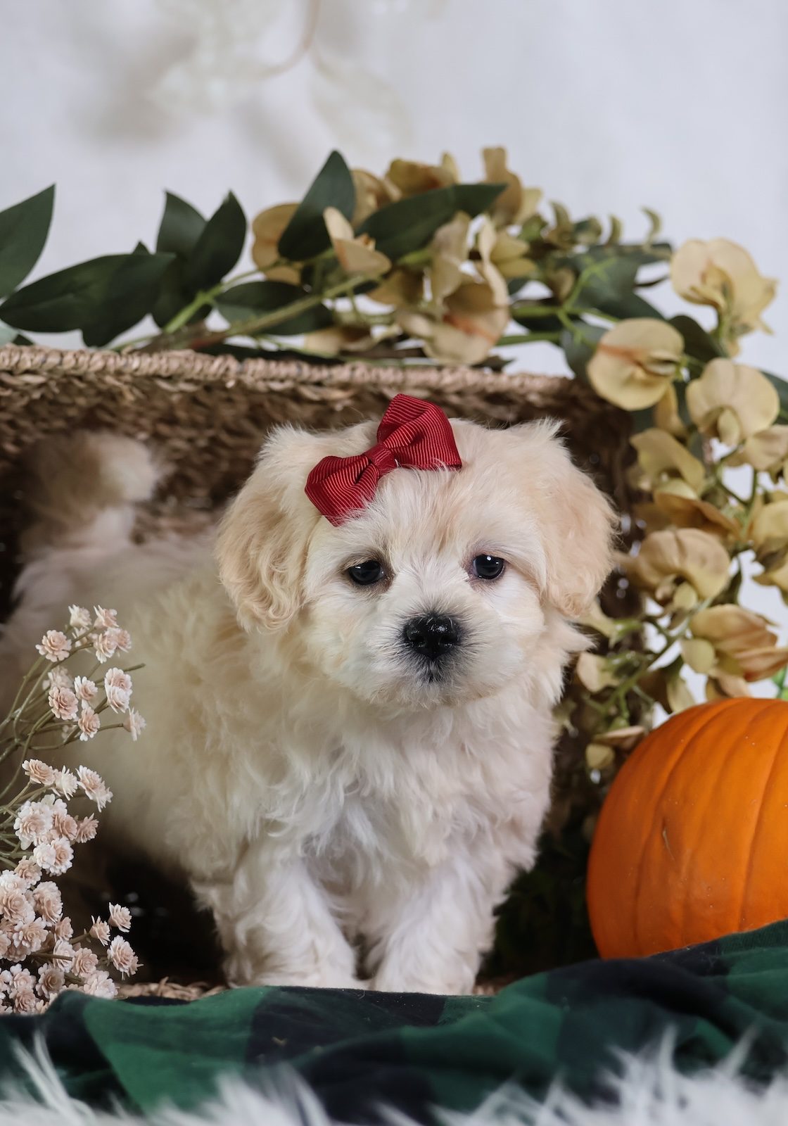 teddy bear puppies