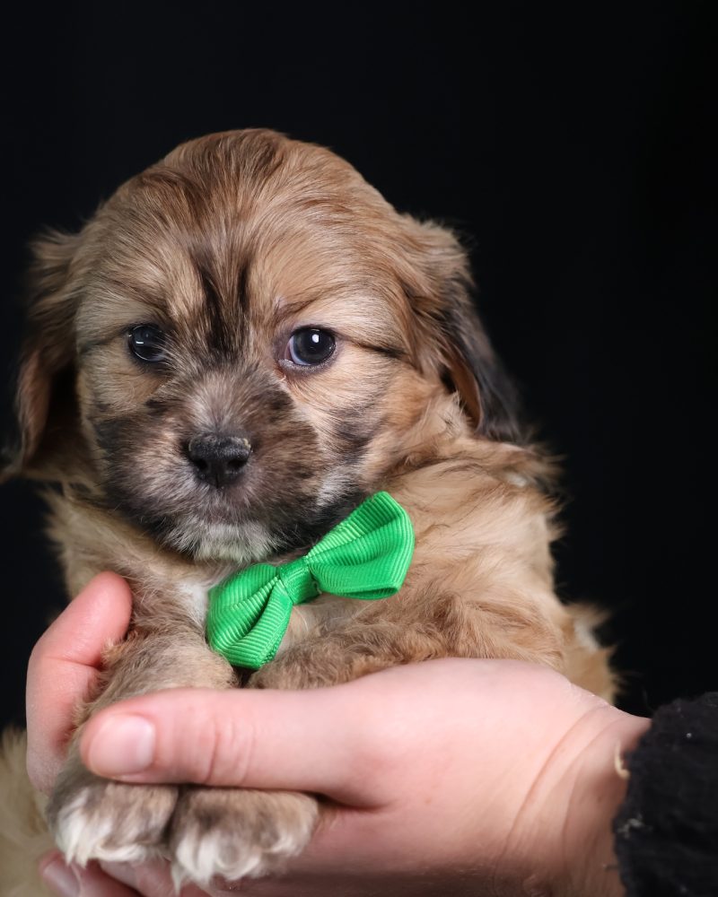 teddy bear puppies