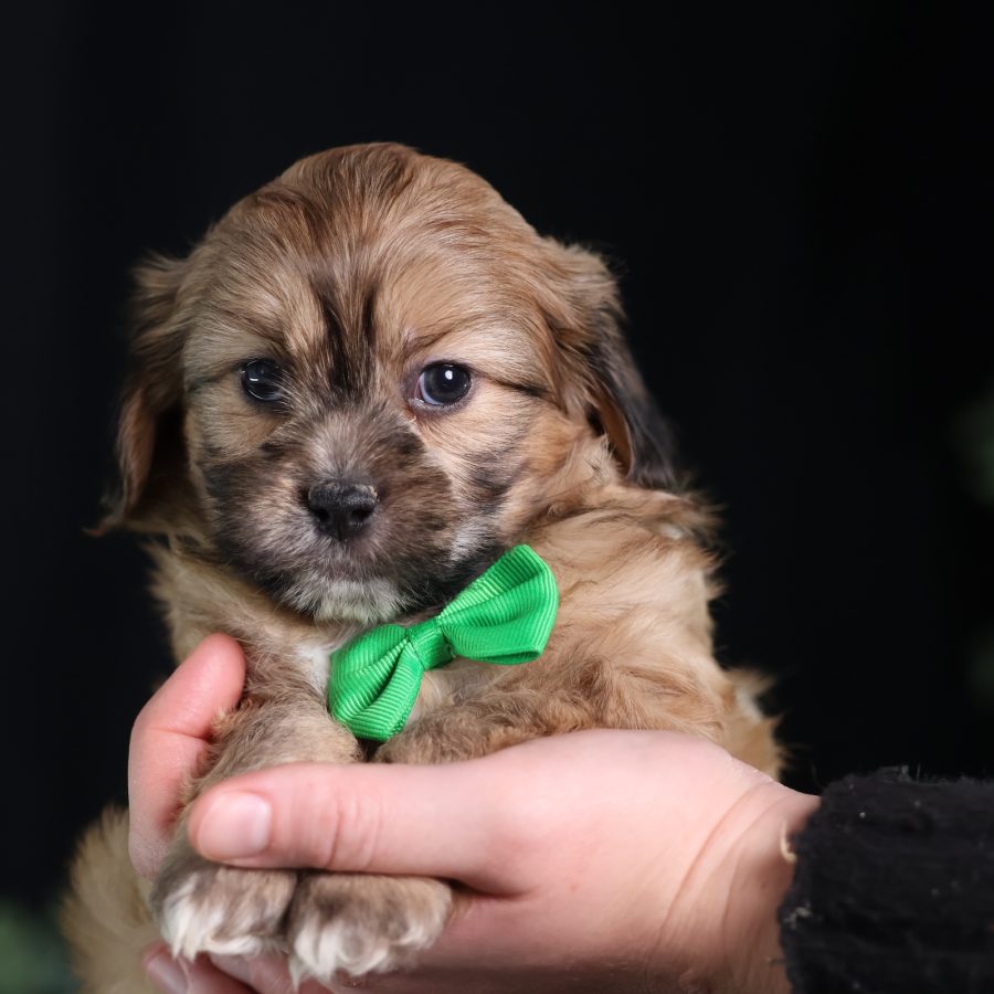 teddy bear puppies