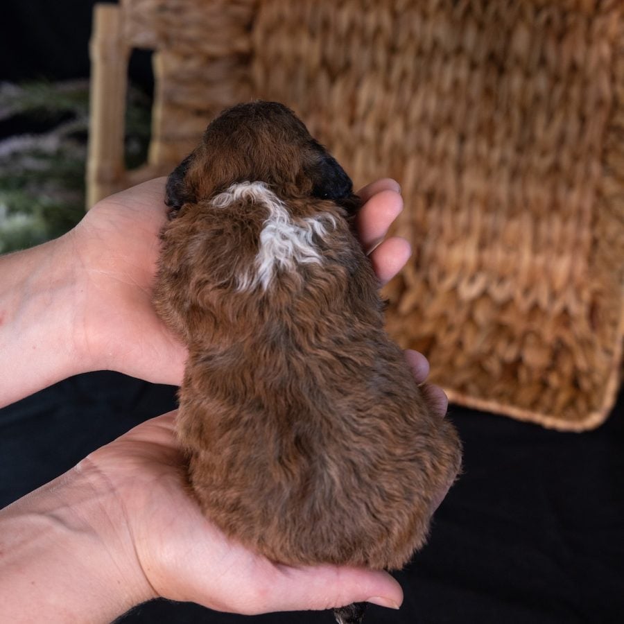 teddy bear puppies