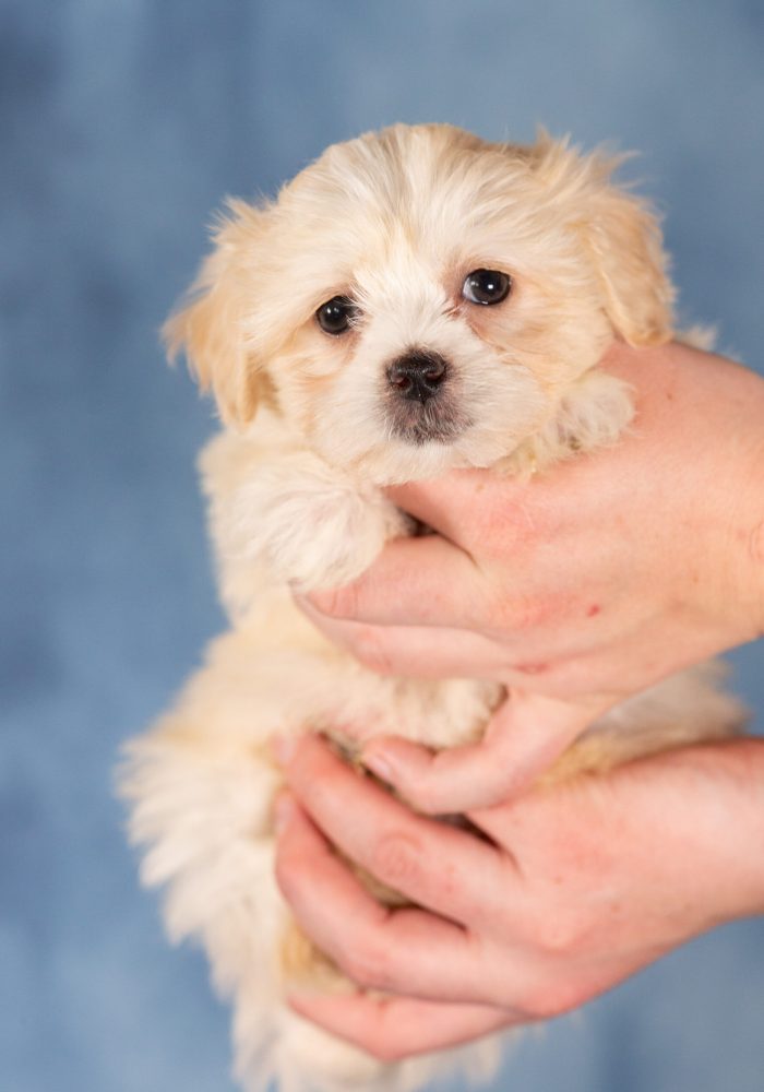 teddy bear puppies family friendly
