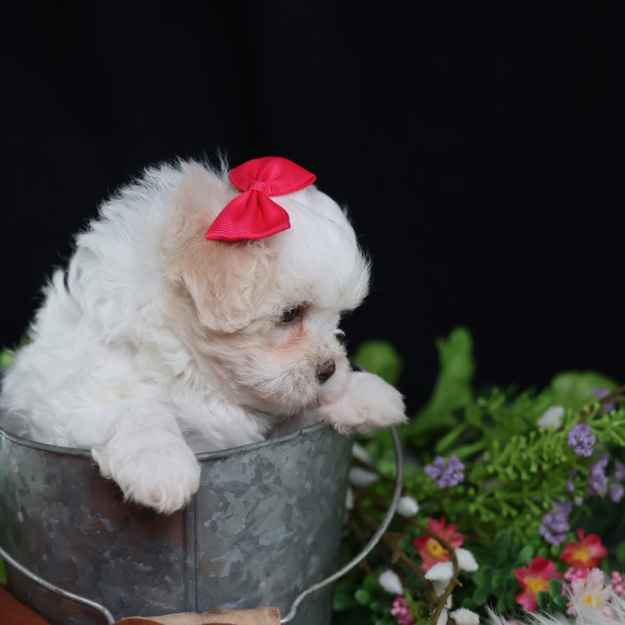 teddy bear puppies