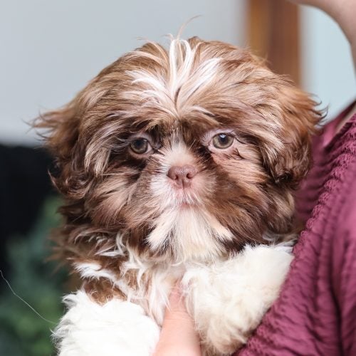 teddy bear puppies