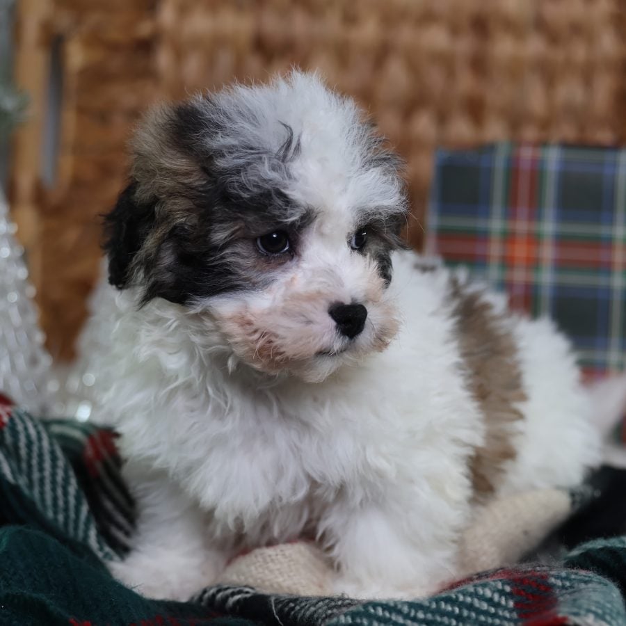 teddy bear puppies
