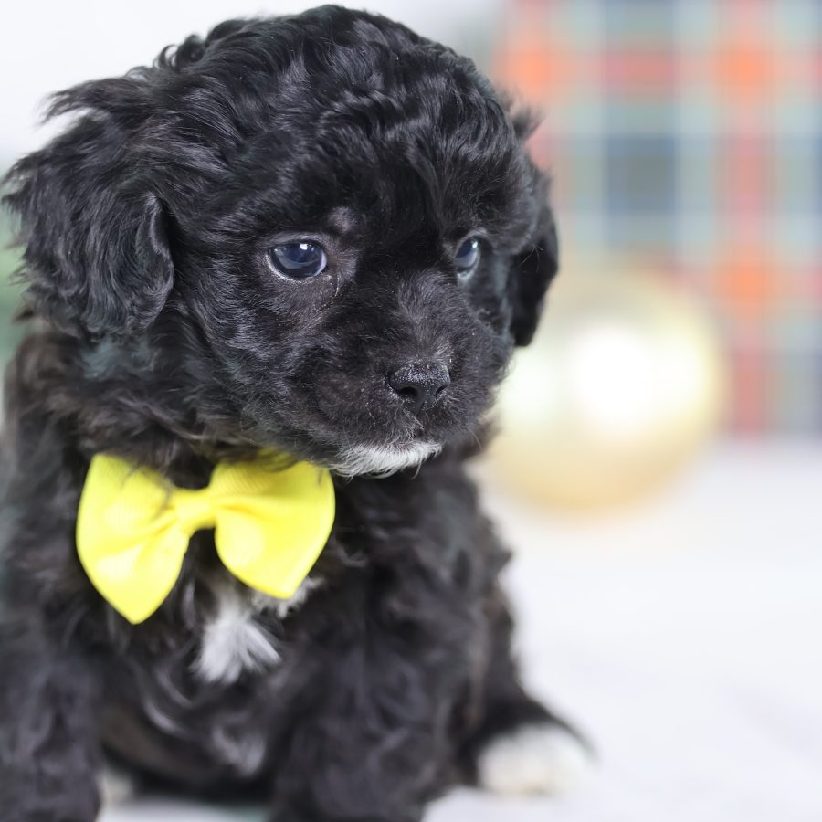 teddy bear puppies