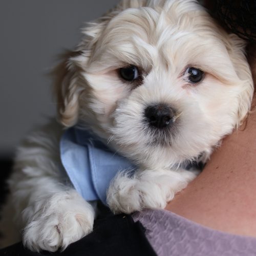 teddy bear puppies