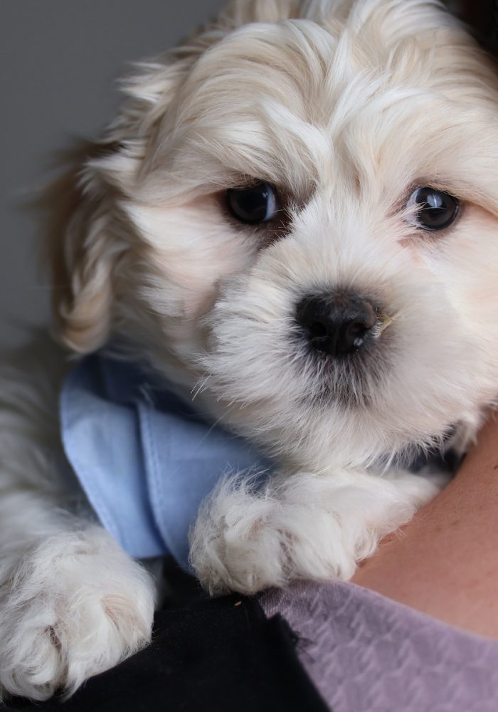 teddy bear puppies