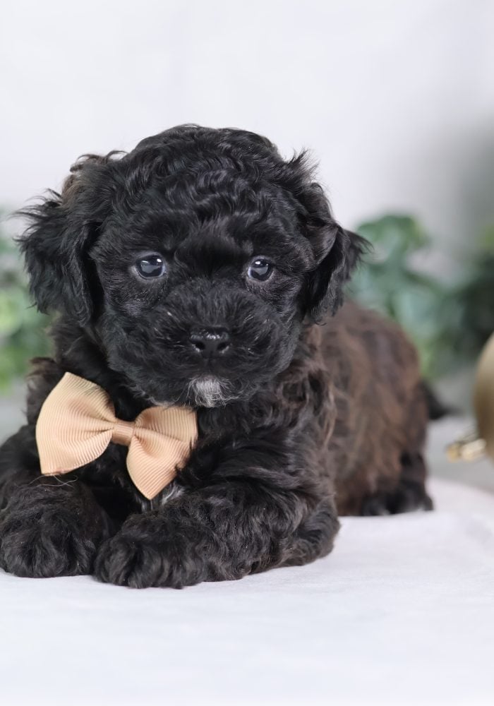 adorable teddy bear puppies