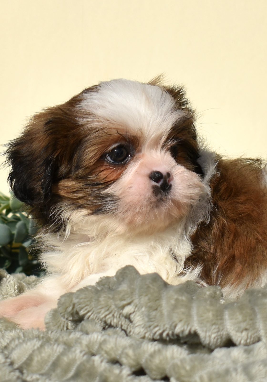 teddy bear puppies
