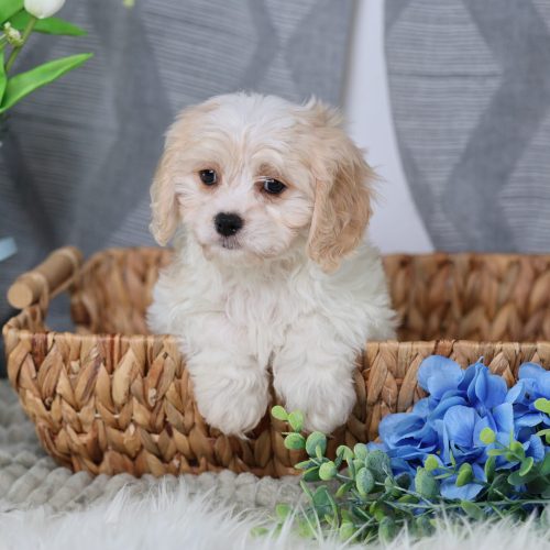teddy bear puppies