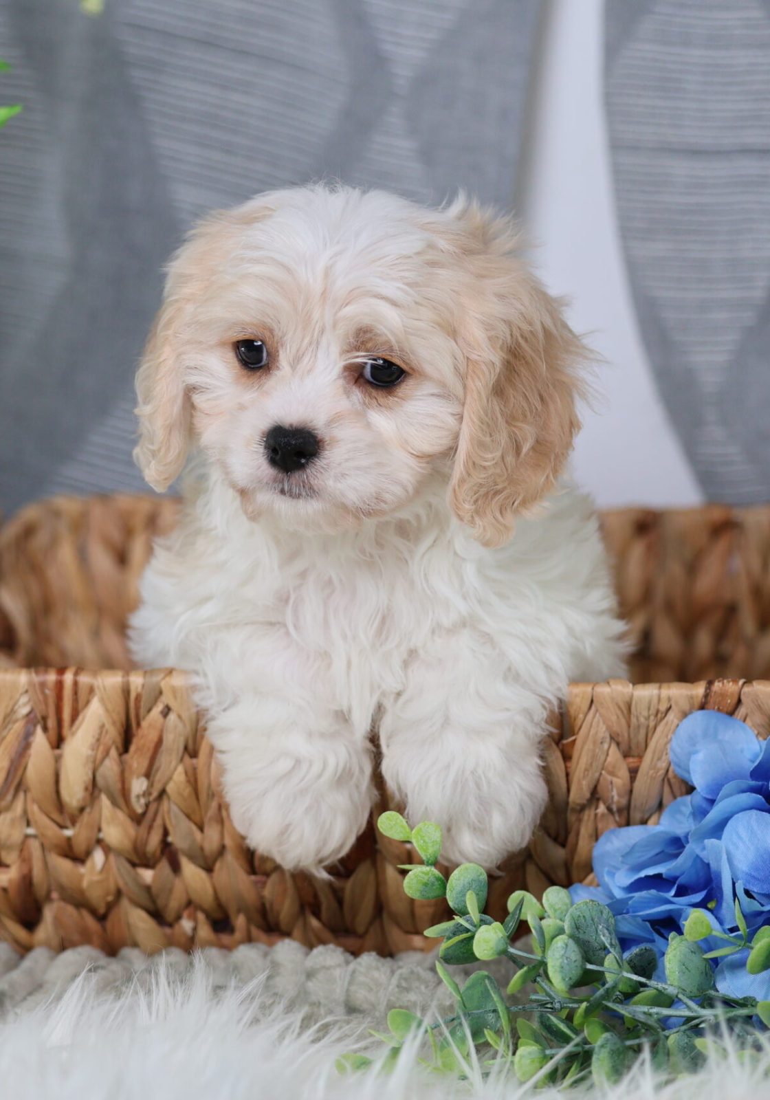 teddy bear puppies