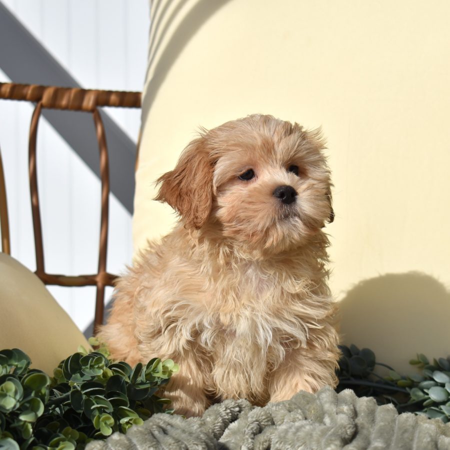 teddy bear puppies