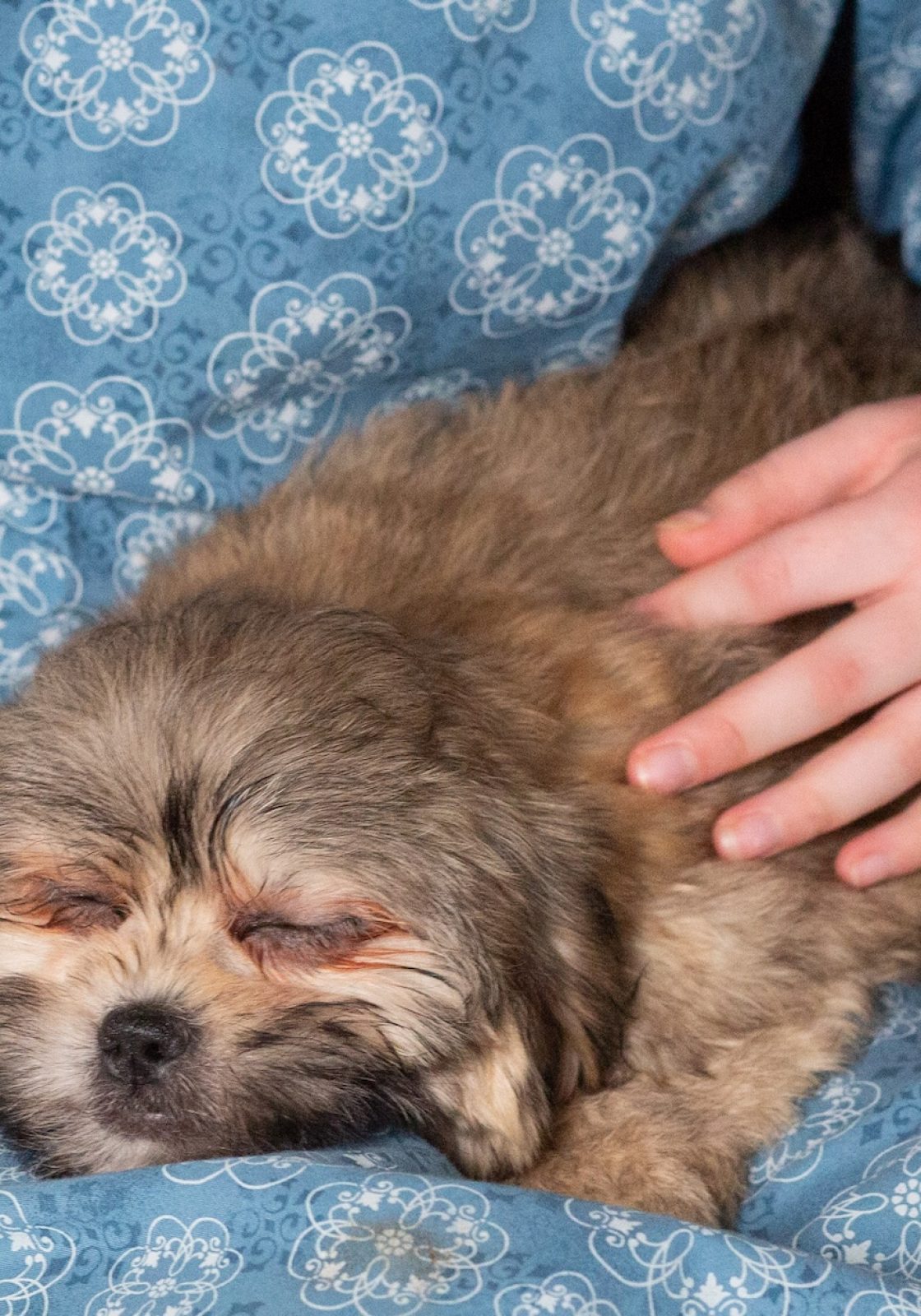 teddy bear puppies