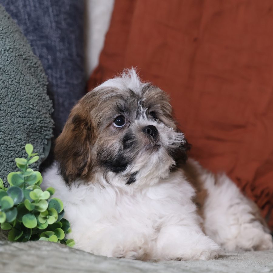teddy bear puppies breeders