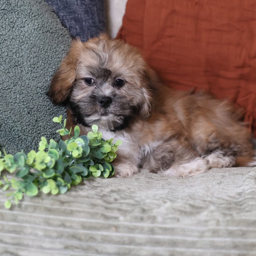 teddy bear puppies breeders