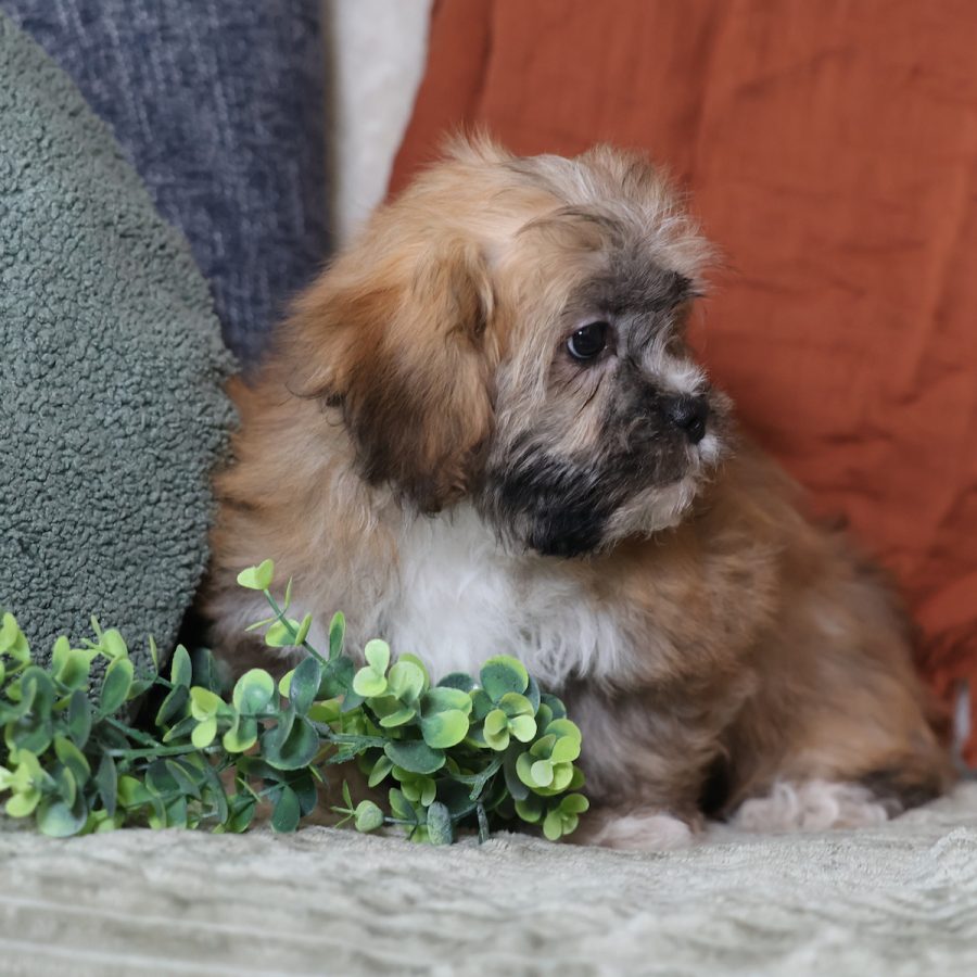 teddy bear puppies breeders