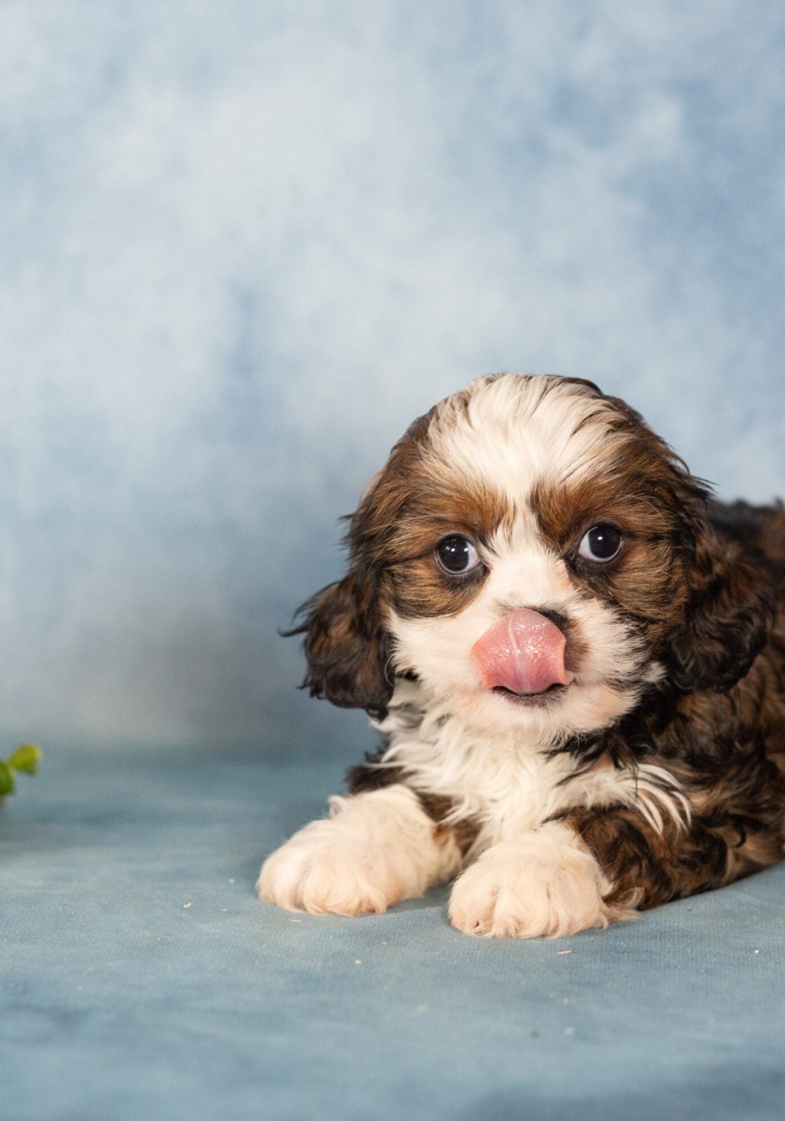 teddy bear puppies female