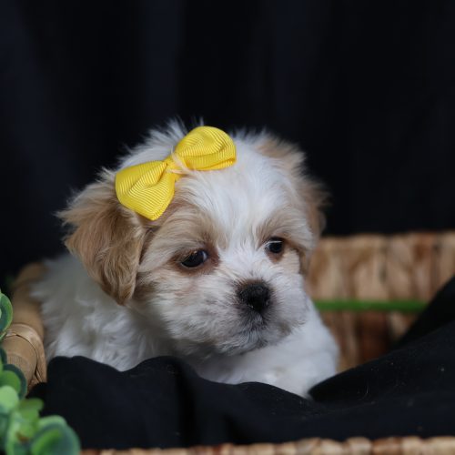 teddy bear puppies for adoption
