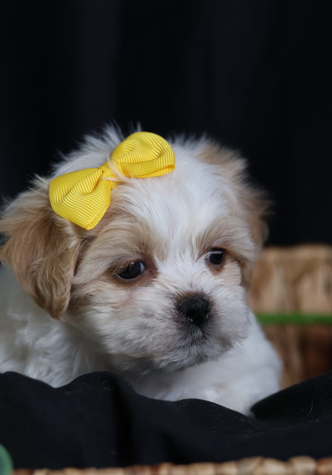 teddy bear puppies for adoption