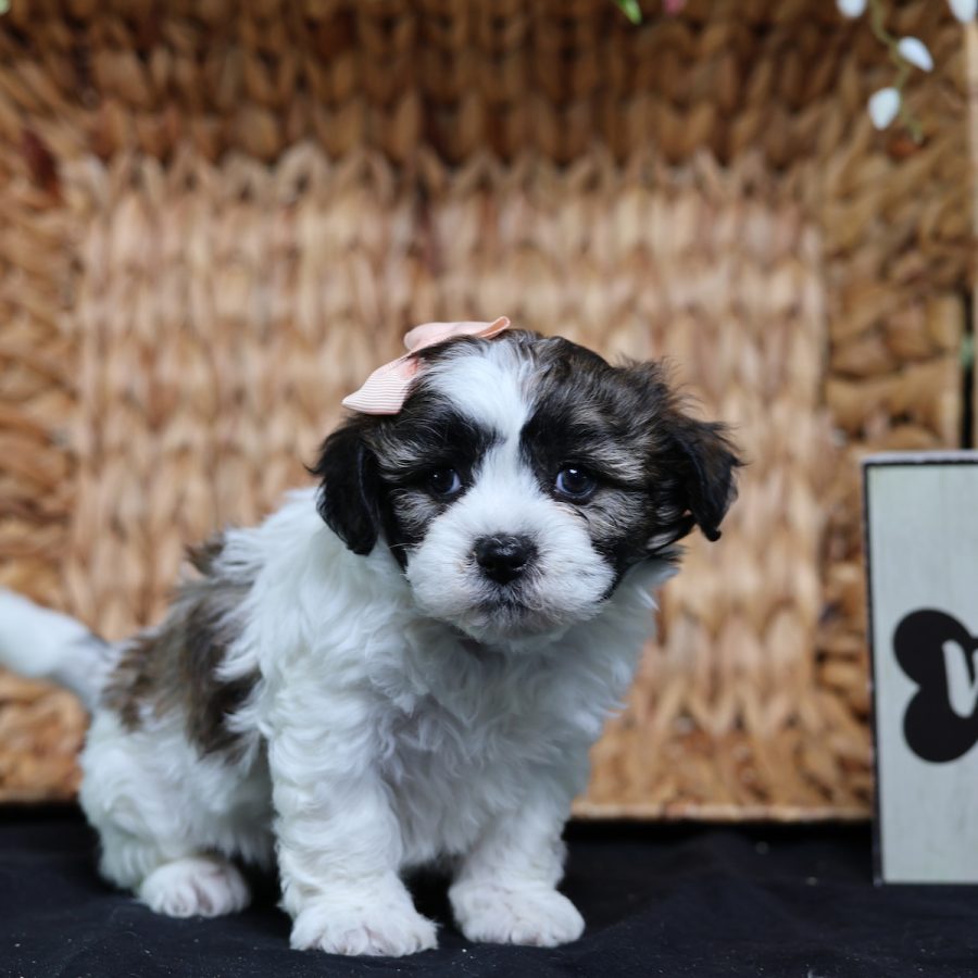 teddy bear puppies for adoption