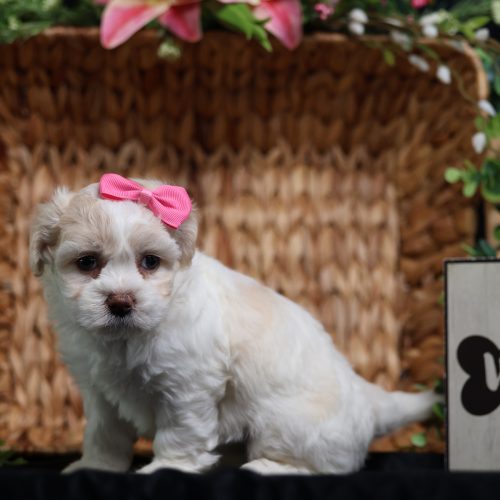 teddy bear puppy for adoption