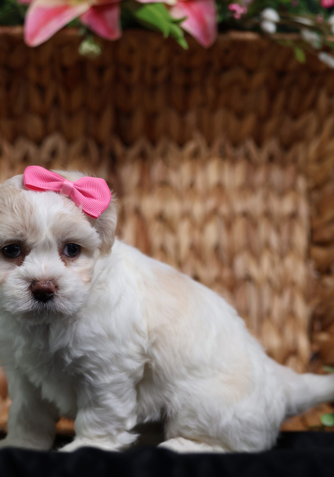 teddy bear puppy for adoption