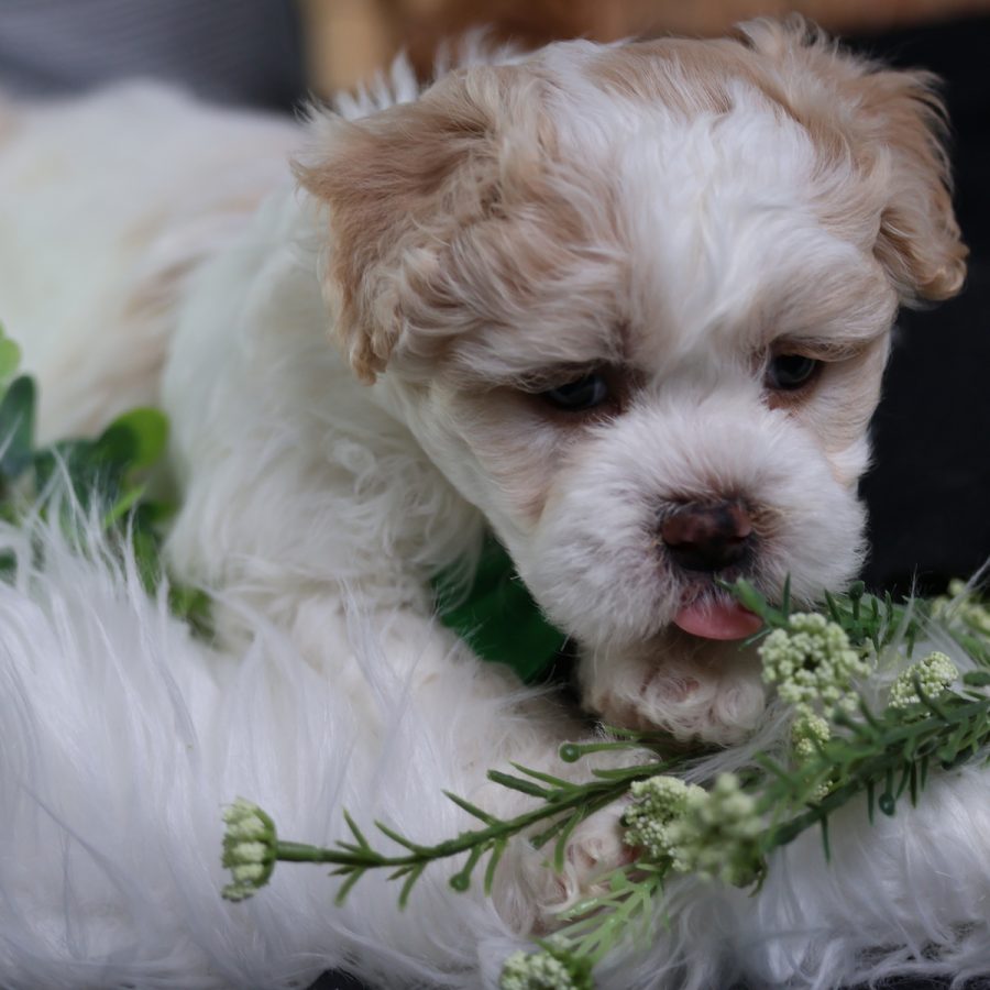 teddy bear puppies for adoption