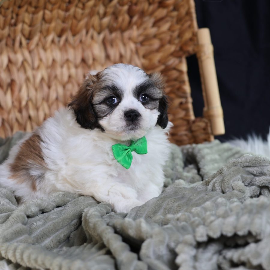 teddy bear puppies for adoption
