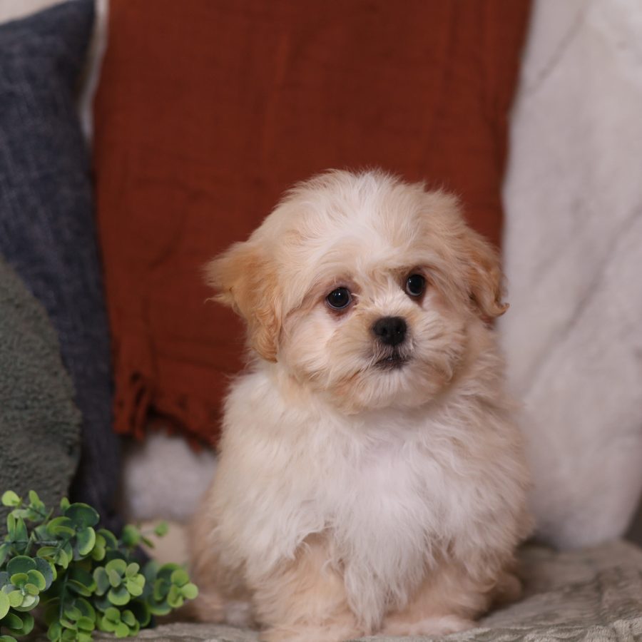 teddy bear puppies for adoption