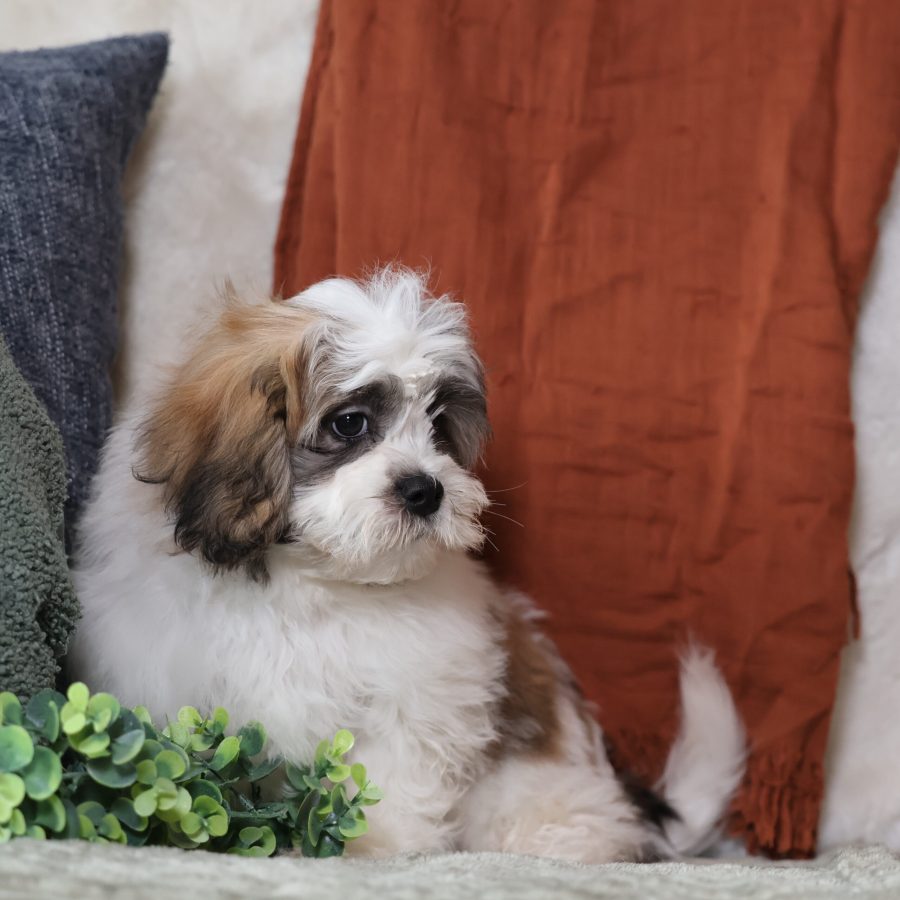 teddy bear puppies for adoption