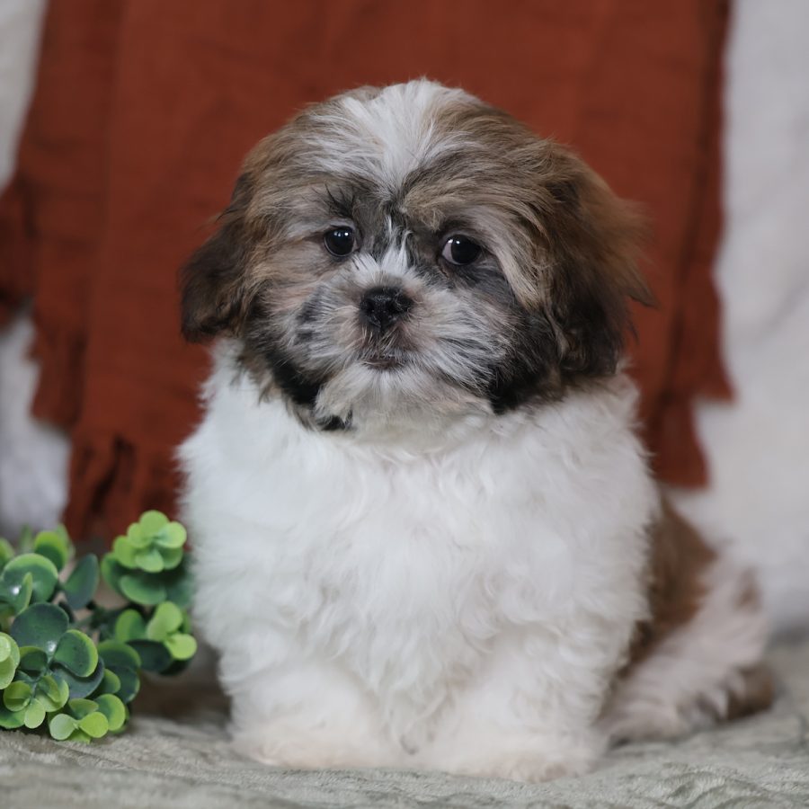 teddy bear puppies for adoption near me