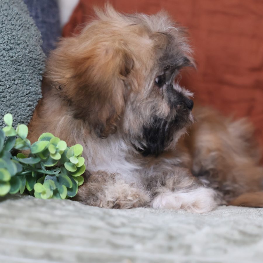 teddy bear puppies for adoption near me
