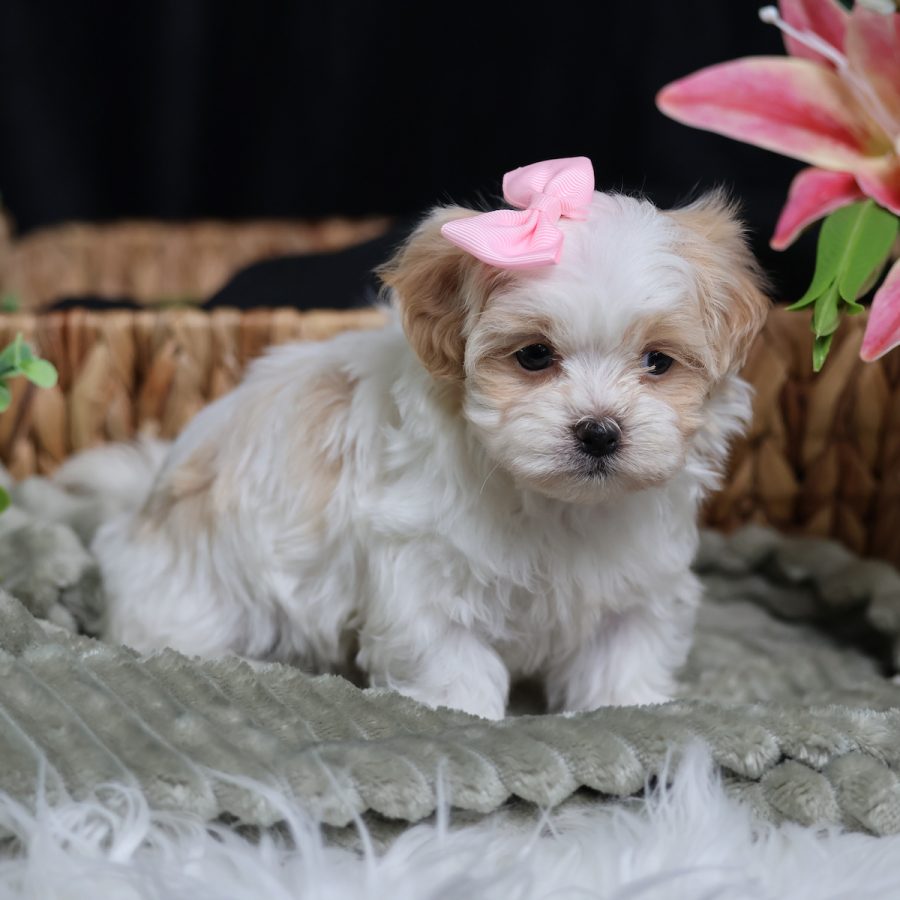 teddy bear puppies for adoption