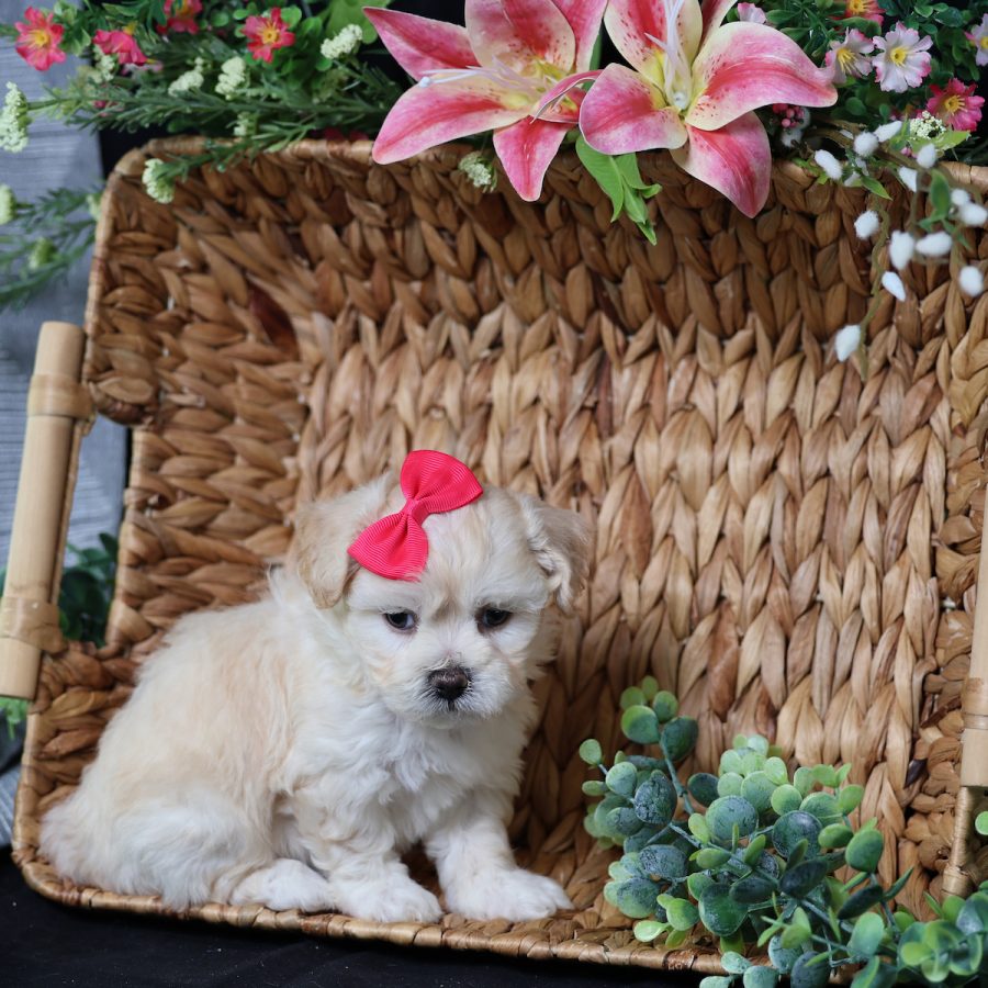 teddy bear puppies for adoption