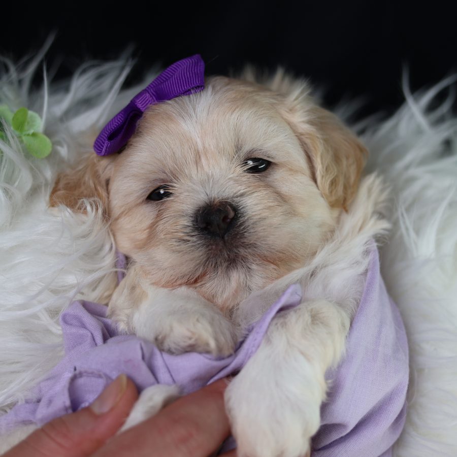 teddy bear puppies for adoption
