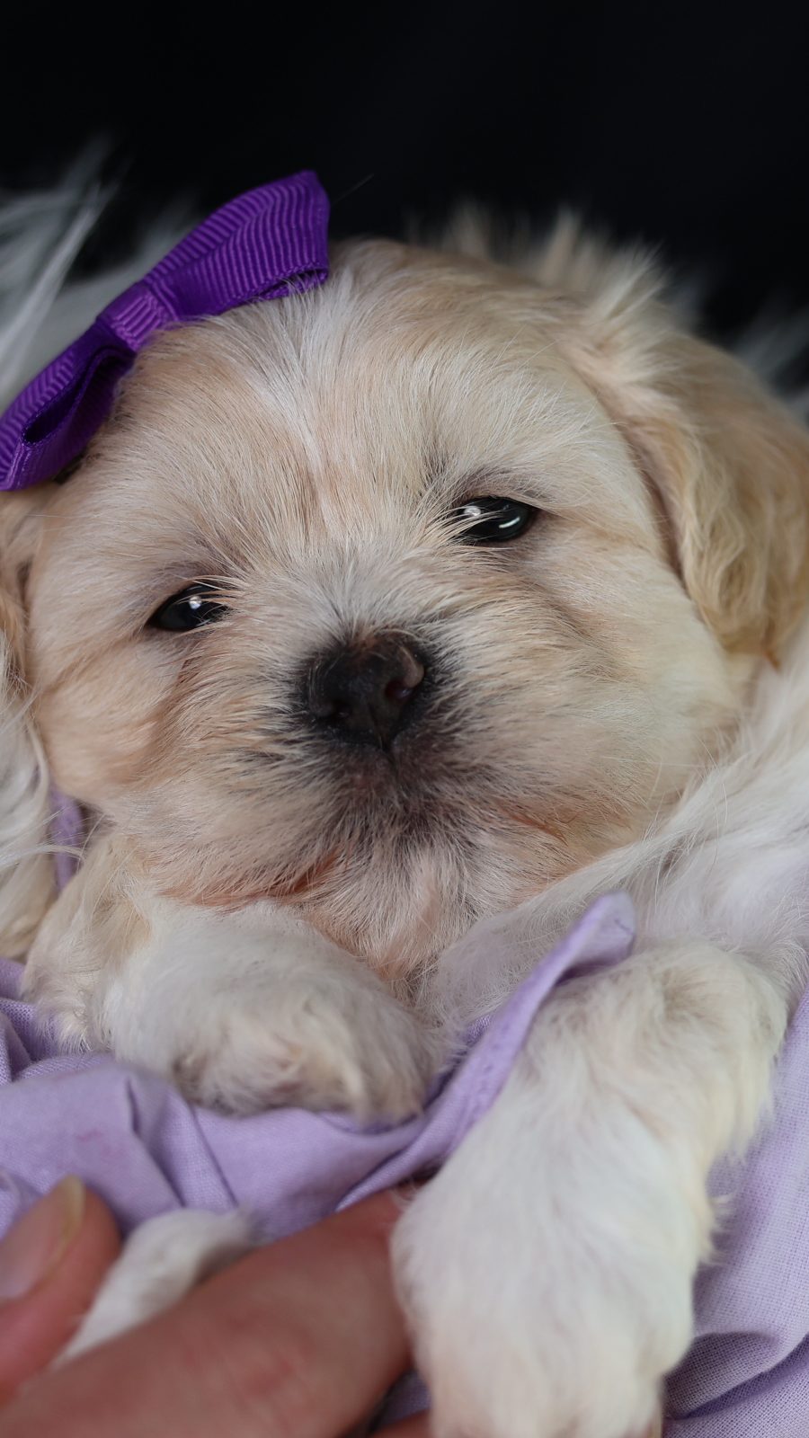 teddy bear puppies for adoption teddy bear puppies for adoption