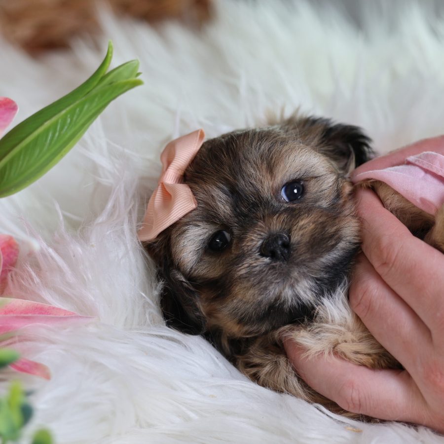 teddy bear puppies for sale
