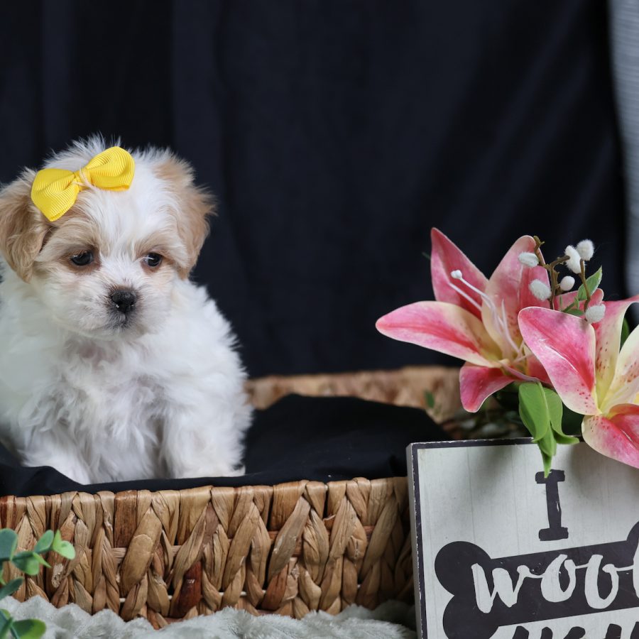 teddy bear puppies for sale