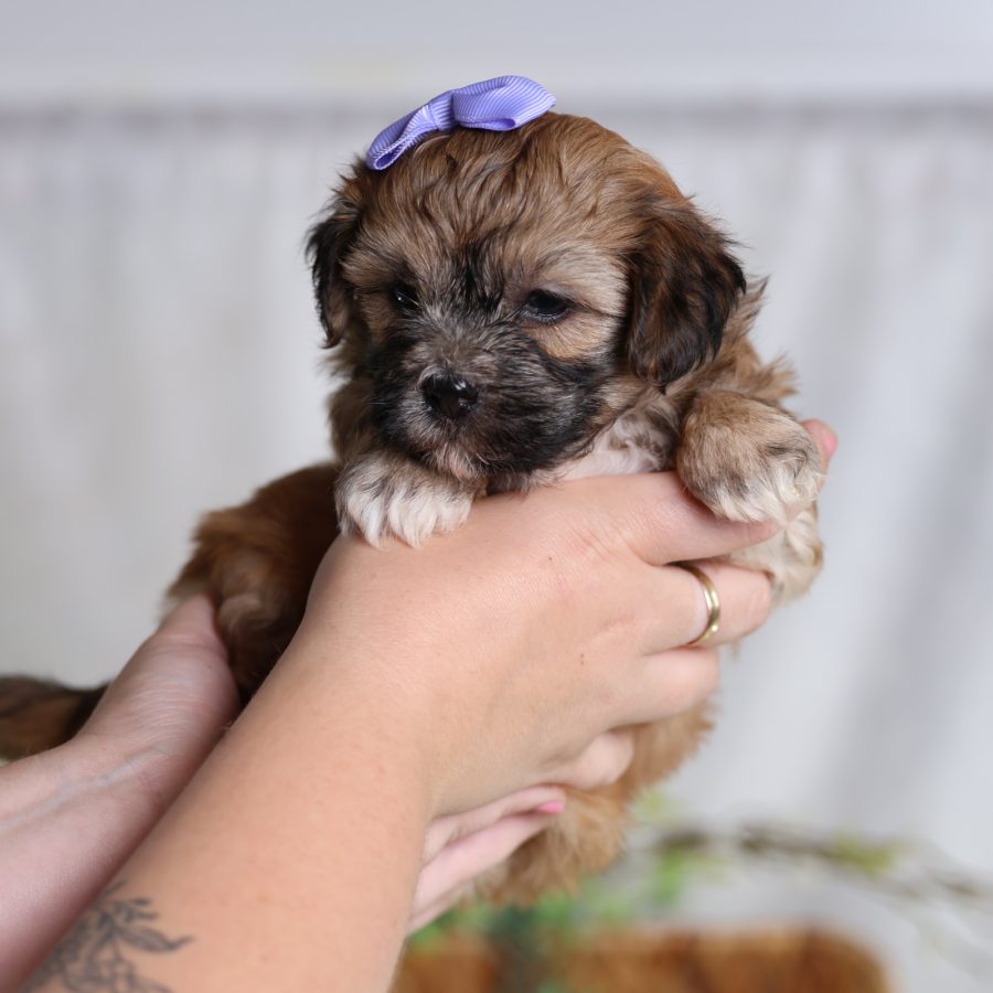 teddy bear puppies for sale