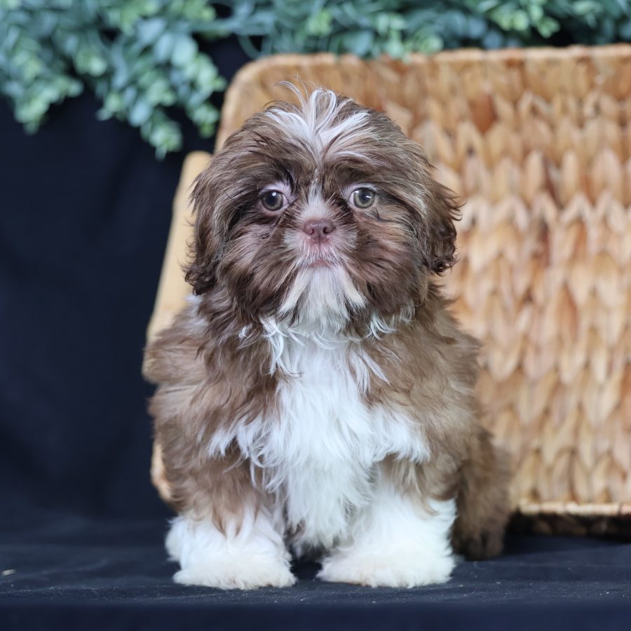 teddy bear puppies for sale