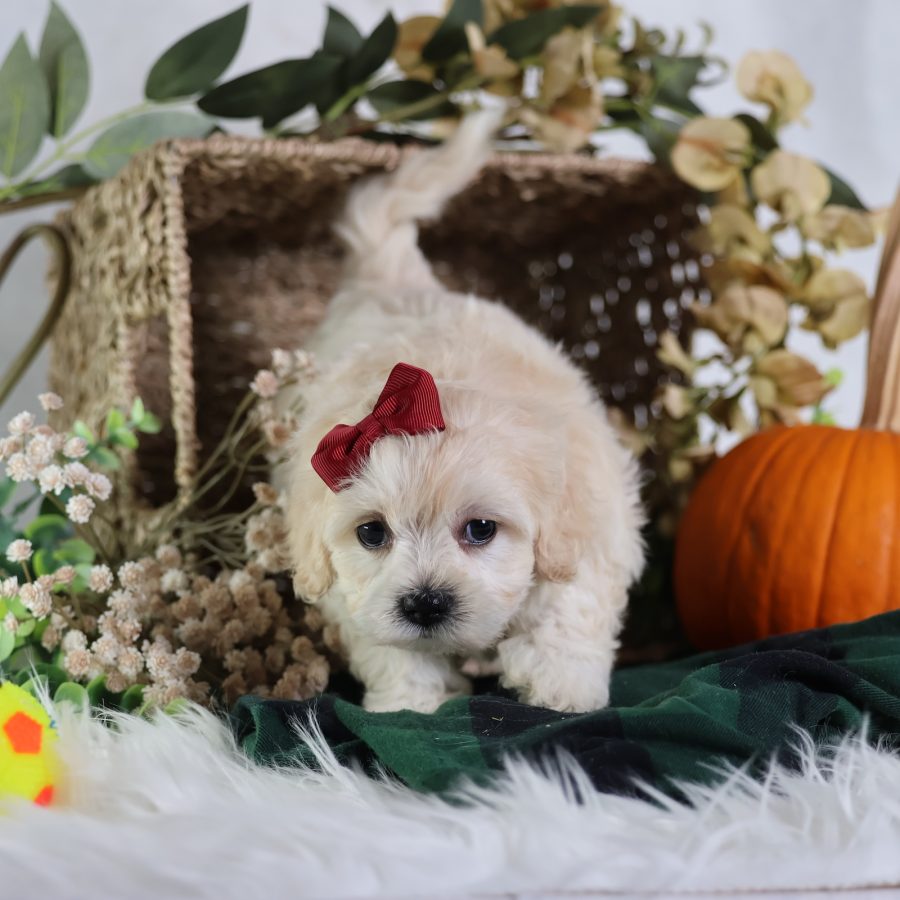 teddy bear puppies for sale