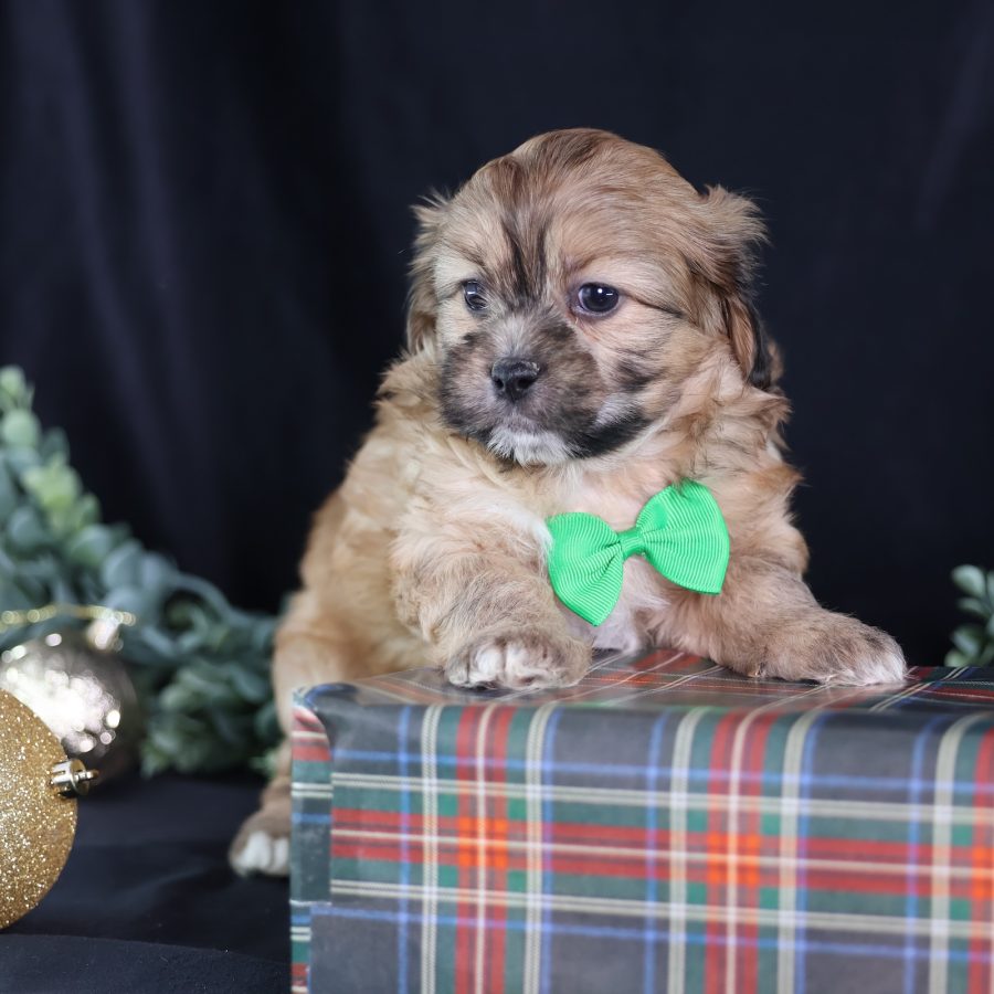 teddy bear puppies for sale